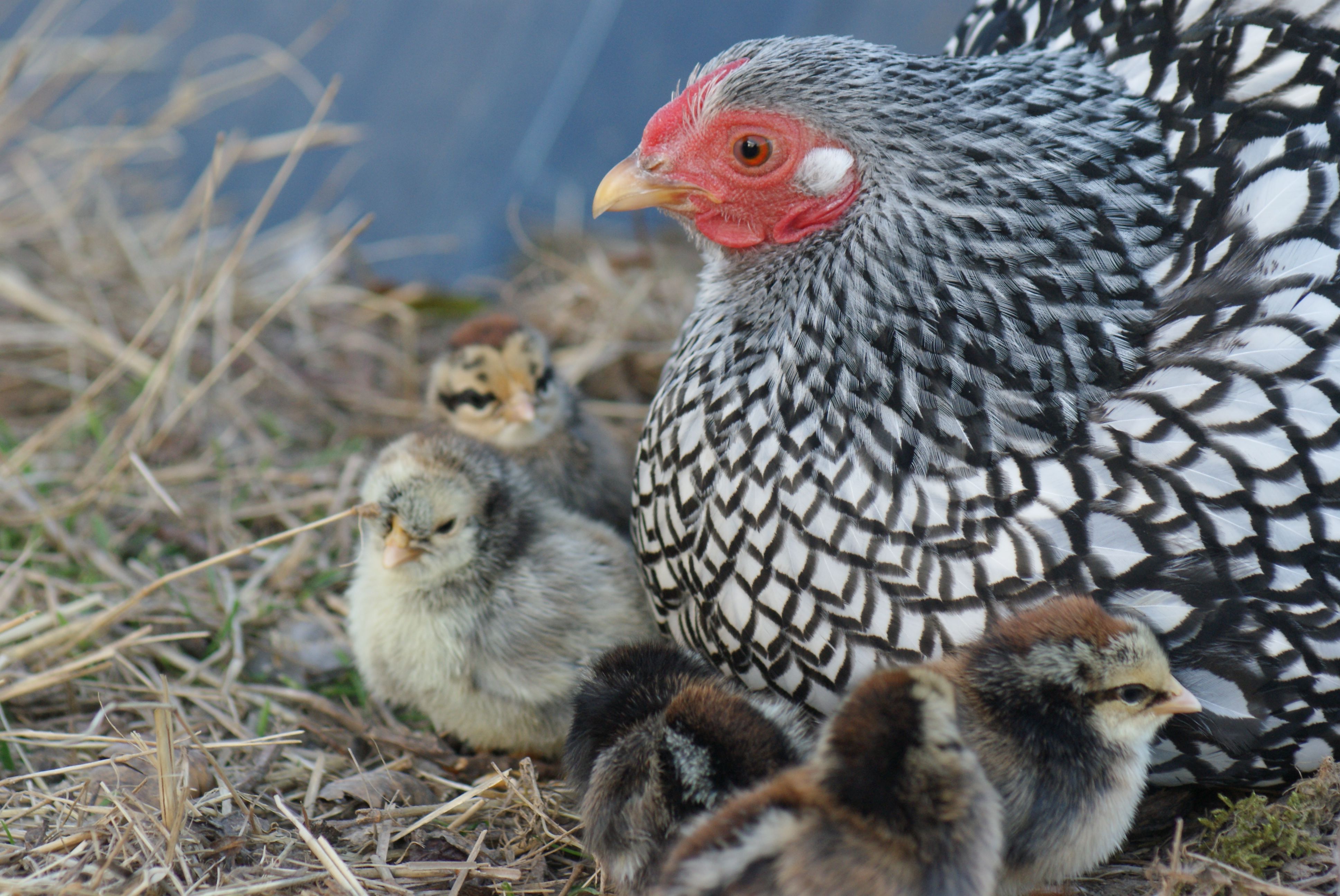 Quelle Est La Colorie De La Poule JLQSS Quelle Est La Colorie De La Poule JLQSS