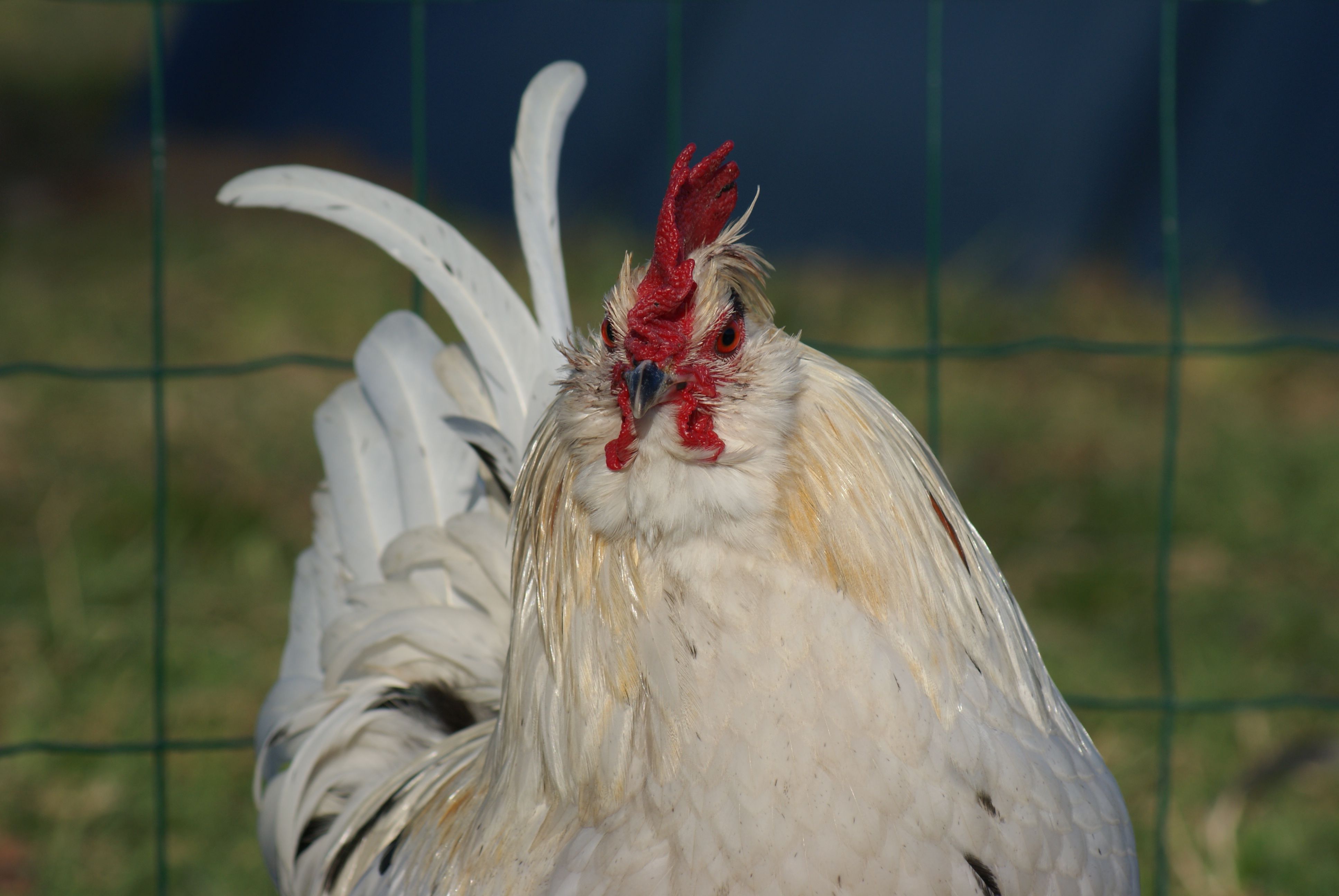 Pilou, coq nain barbu à prédominance blanche, sera associé à divers poulettes en vue de produire des poussins attrayant pour les enfants et les petits jardins