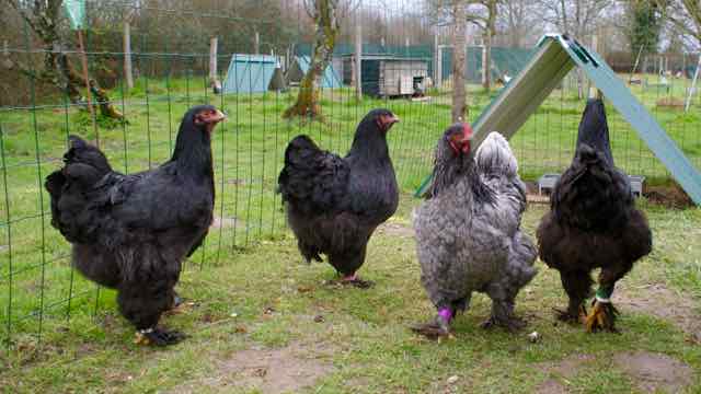 poules brahma noires et bleue