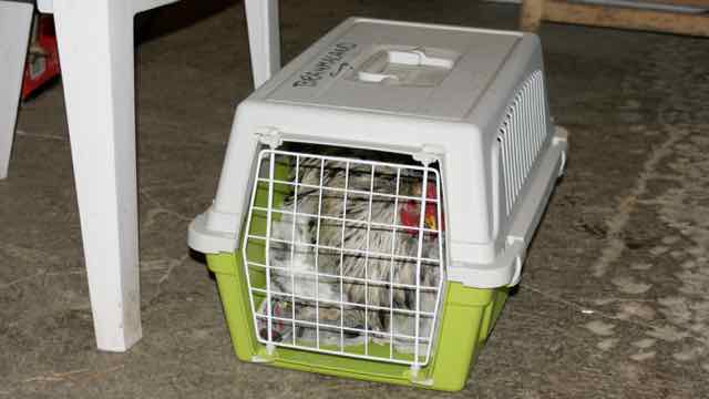 poule brahma en cage de transport pour un transfert dans de bonnes conditions