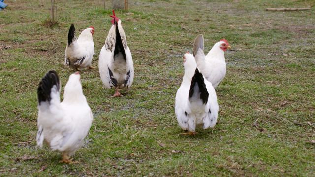 poules et coqs chabo (nagasaki) blancs à queue noire ou bleue