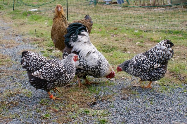 poules naines wyandottes argentées à liseré noir