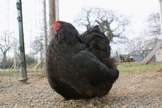 Fico : poule naine orpington noire