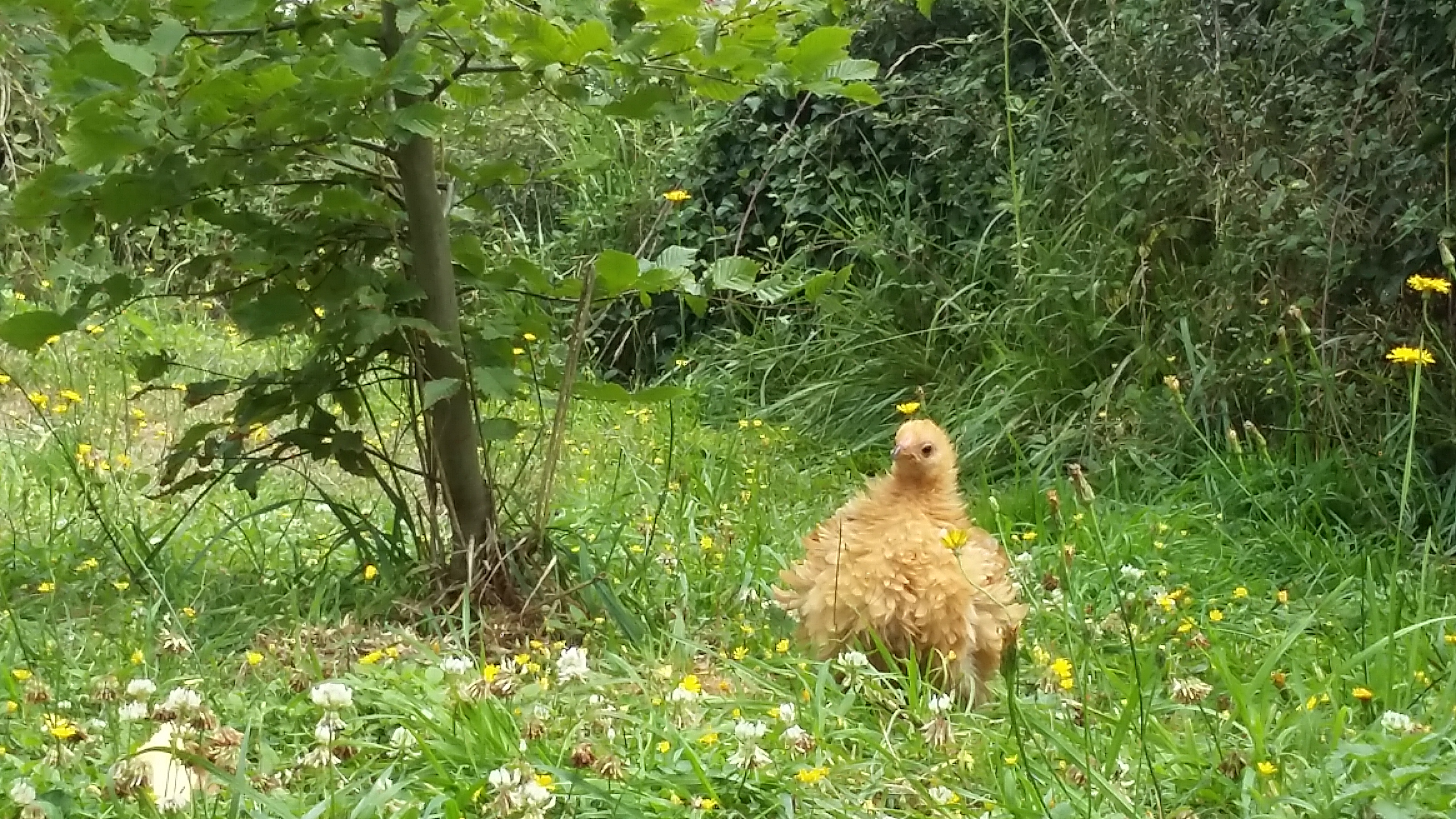 poulette millefleur dans l'herbe