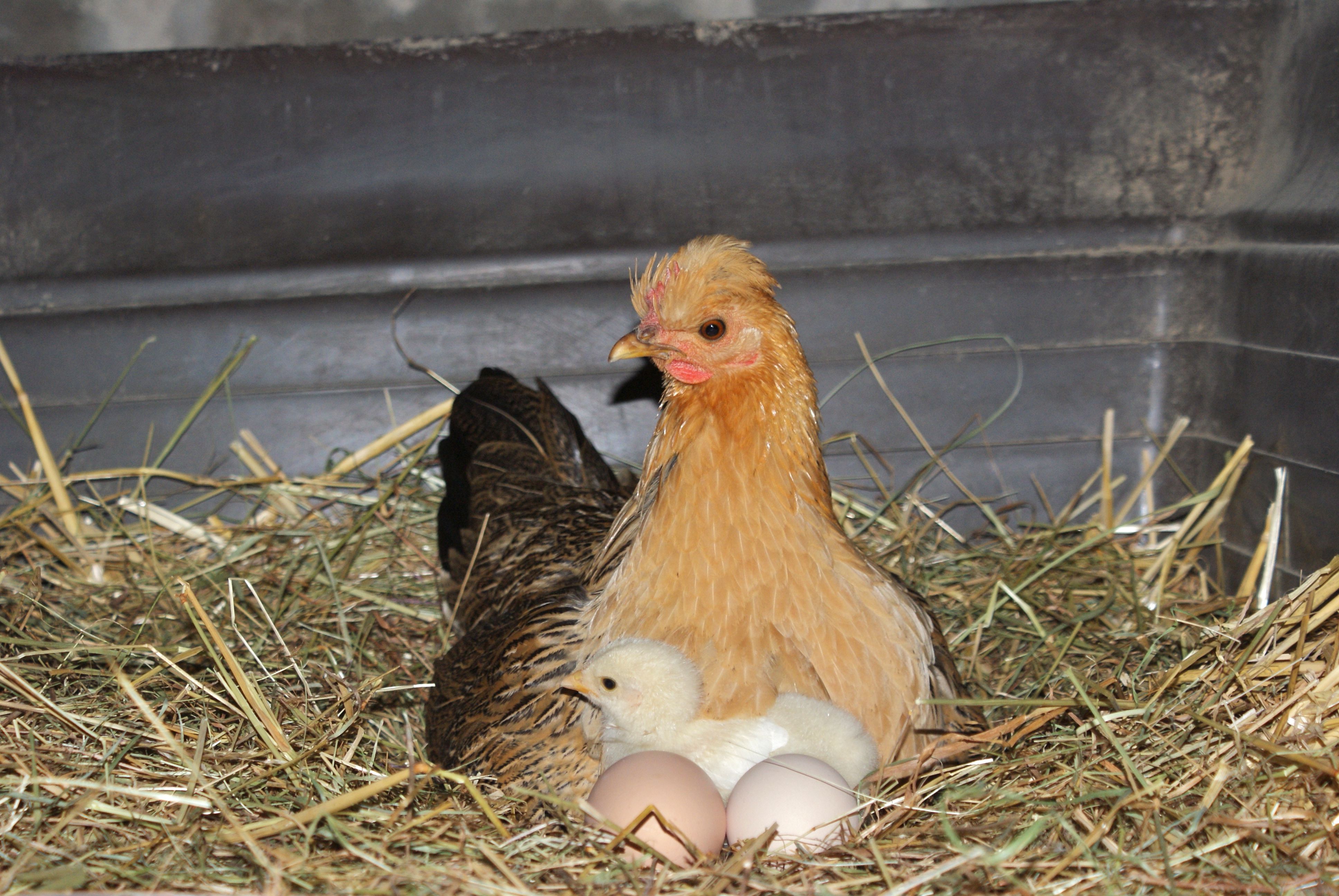 Mirer Un Oeuf De Poule En Cours D incuabtion Mirer Un Oeuf De Poule En Cours D incuabtion