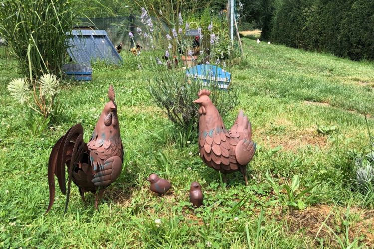 Créer Un Environnement Idéal Pour Les Poules