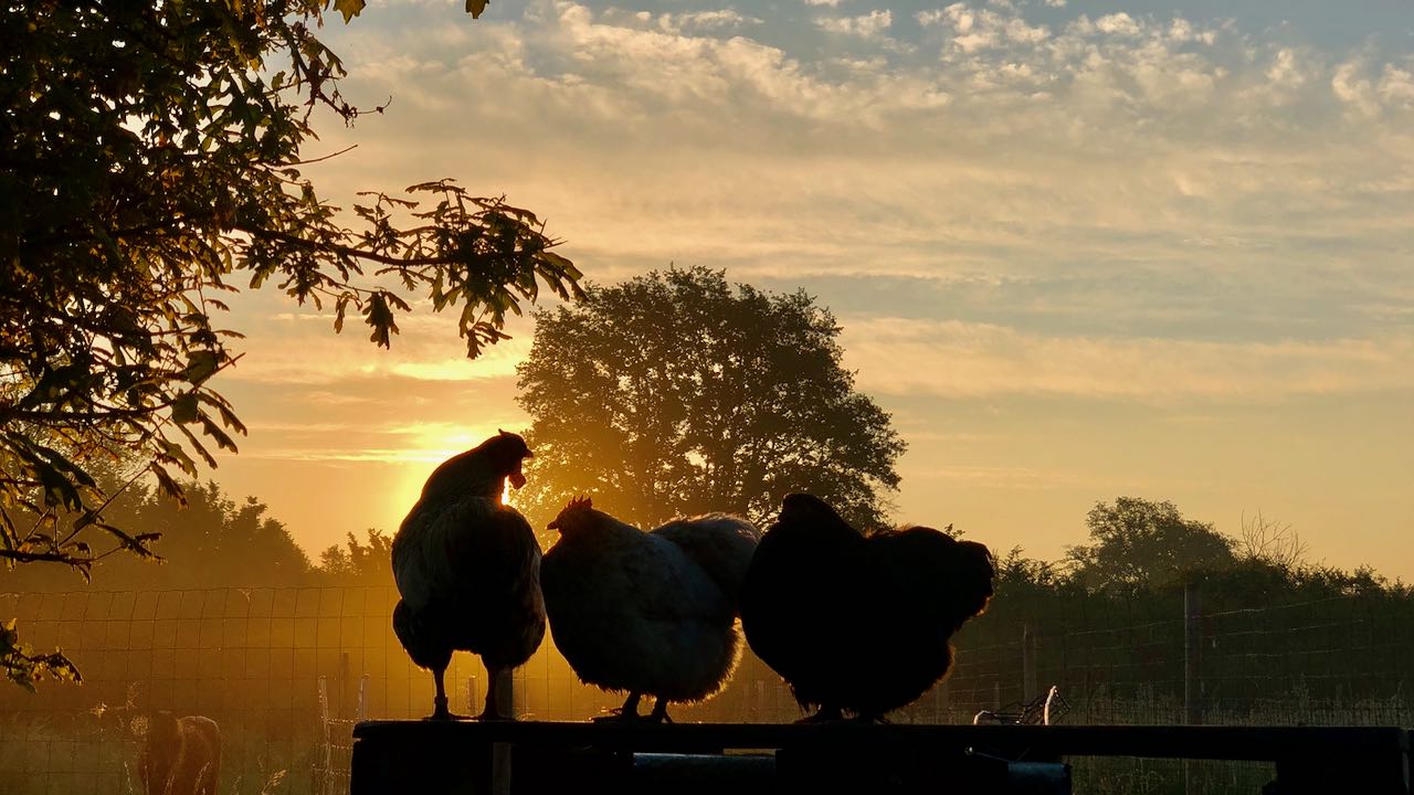 trio de poulets vivant l'instant présent au lever du jour