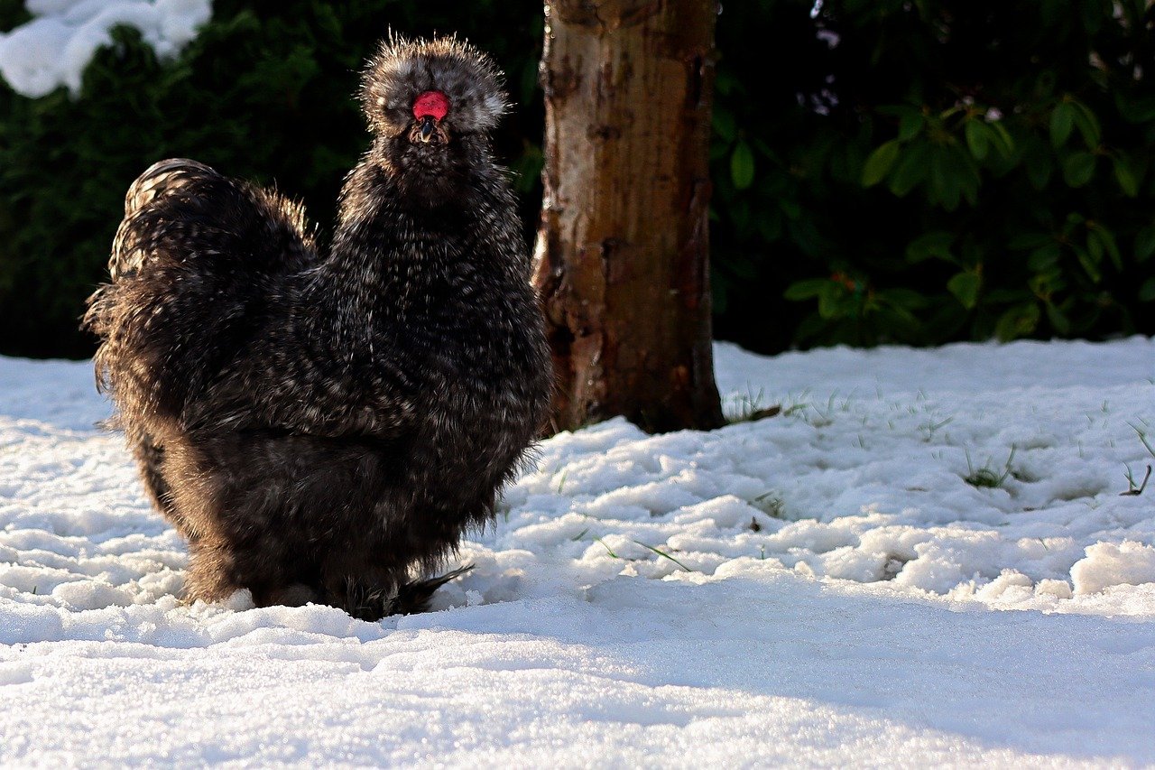 comment prendre soin de ses poules en hiver