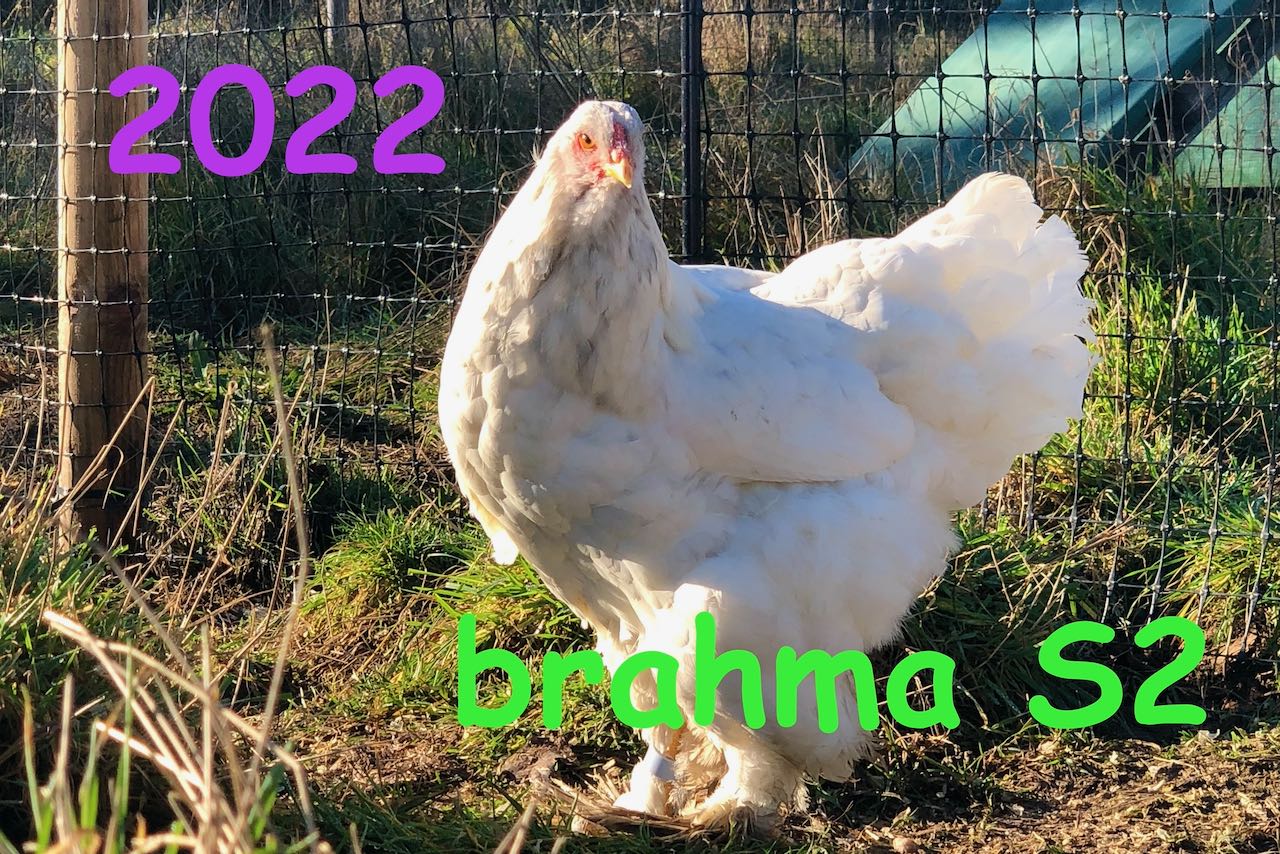 parquet 2022 : brahma S2. poule splash à contre jour