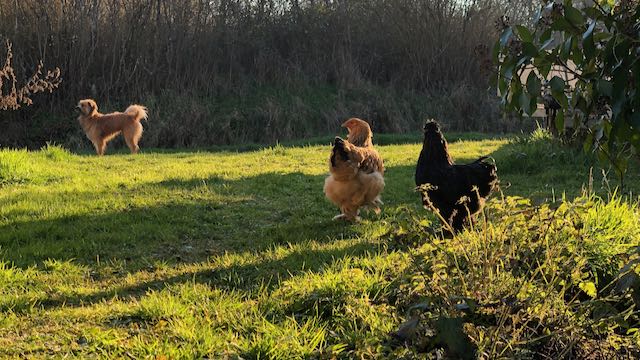 jeunes coq et poule se promenant dans un chemin ensoleillé sous la surveillance d'un chien de berger.