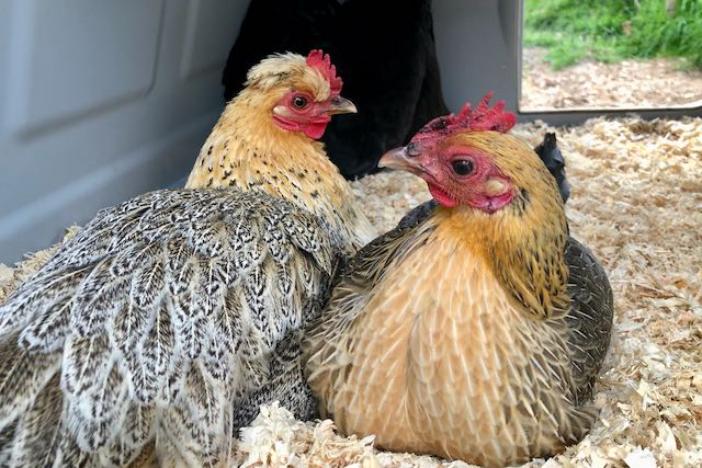 mère et fille couvent ensemble : CotCot et Pouss, 2 poules naines adorables et familières