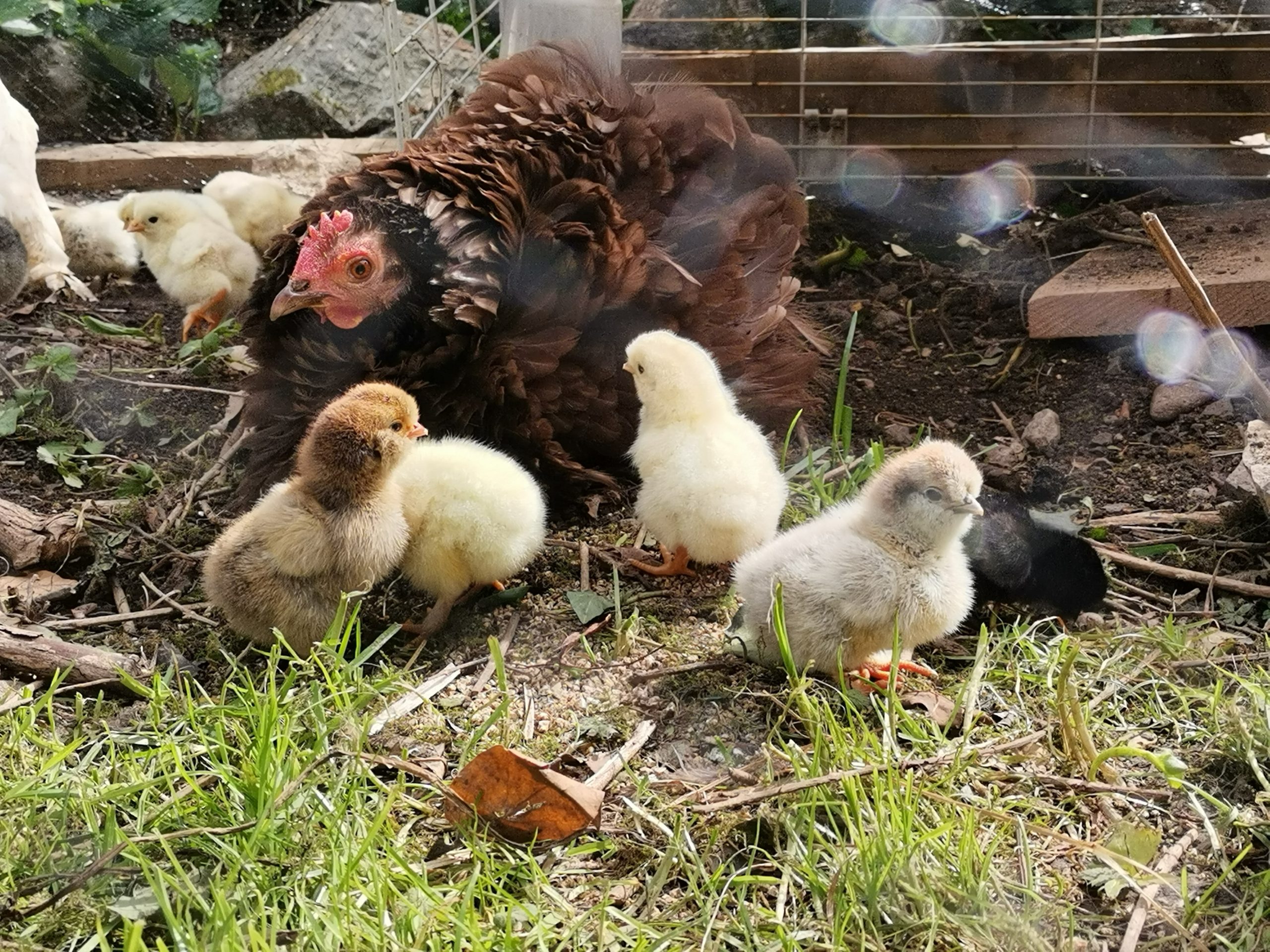 12 Poussins Sandrine R 2 Oeuf Poule Et Poussin OPP 12 Poussins Sandrine R 2 Oeuf Poule Et Poussin OPP