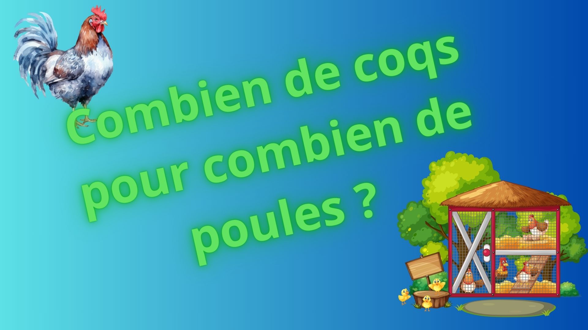 combien de coqs pour combien de poules dans un poulailler où règnera l'harmonie dans le groupe ?