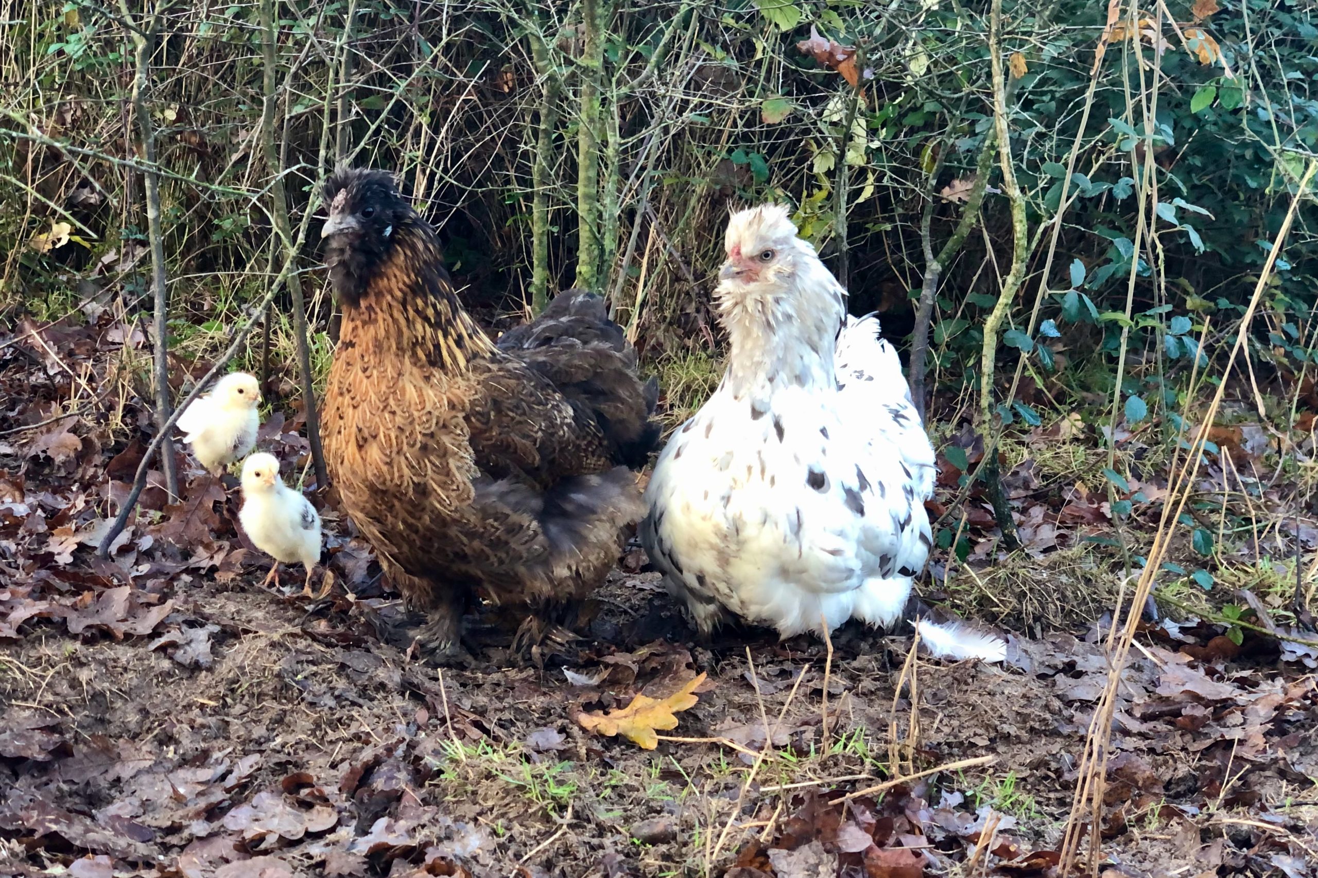 Les poules Heron et Flower avec leurs jeunes poussins, en plein hiver, sur le terrain.