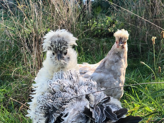 Frizz et Aliss : 2 p'tites poules adorables, originales et atypiques, avec leur huppe sur la tête, regardent l'objectif. Elles sont dehors dans l'herbe. La première est toute frisée, elle semble douce comme une peluche.