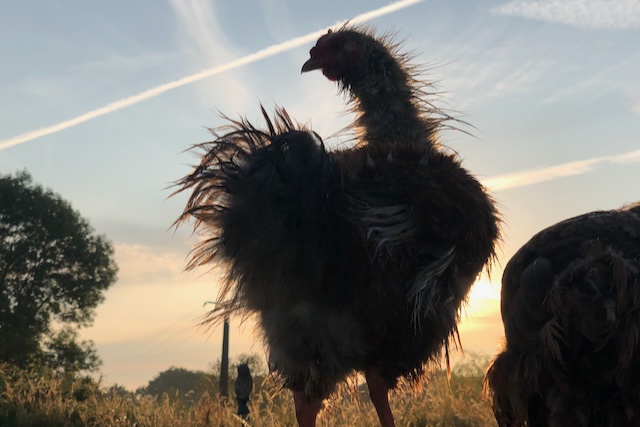 image à contre jour d'un poulet mouillé tout hirsute ! Concours photos de poule mouillée 2024