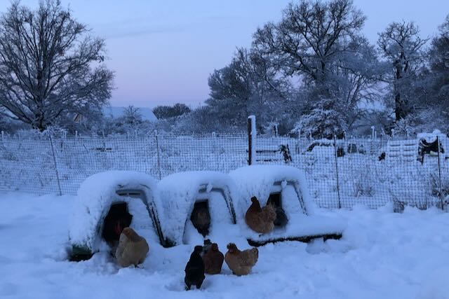 poules et poulailler sous la neige. poules et poulailler sous la neige.