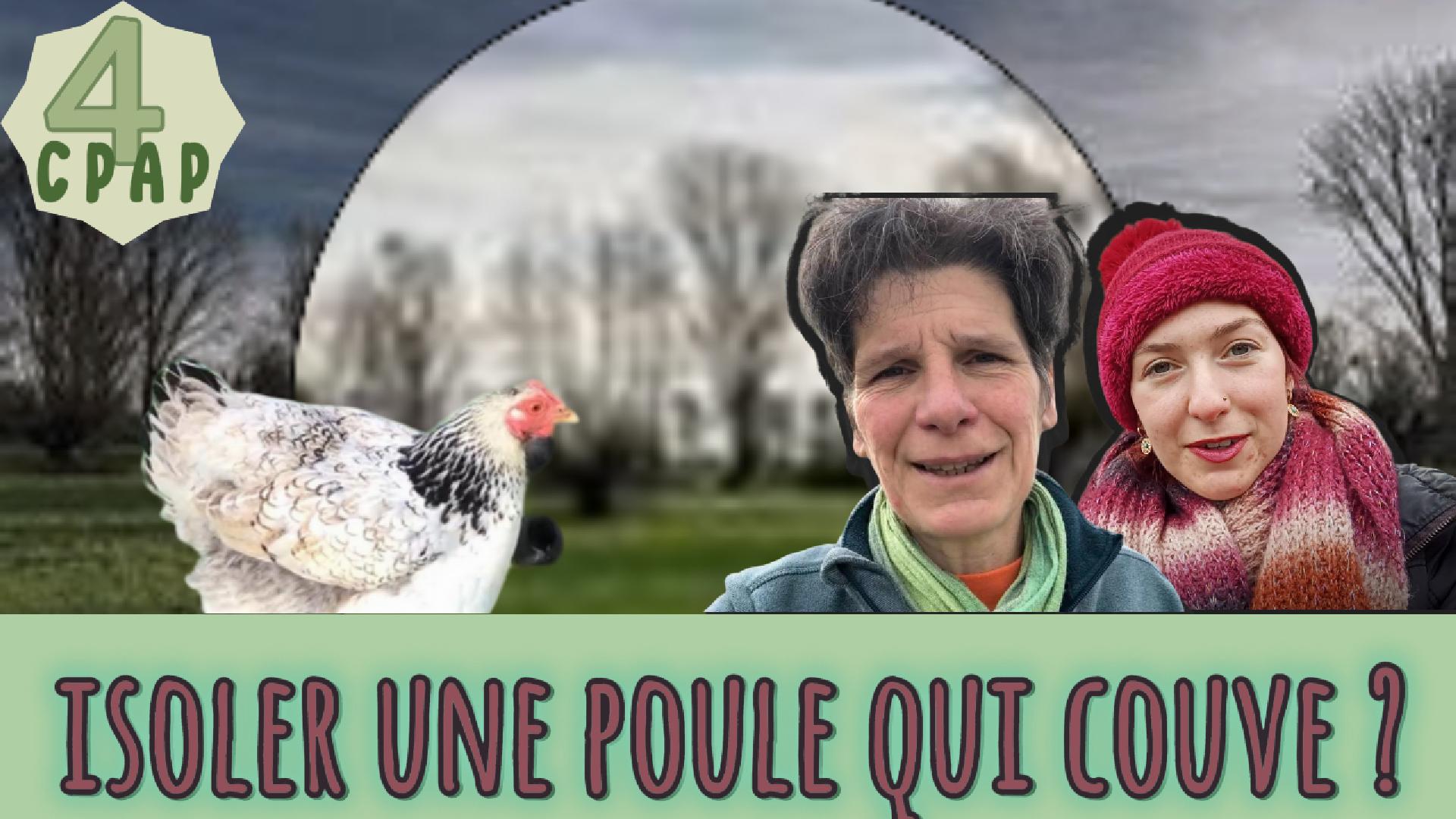 Faut-il isoler une poule qui couve ? (épisode 4 de la série "ça papote au poulailler avec Gaëlle et Louane"