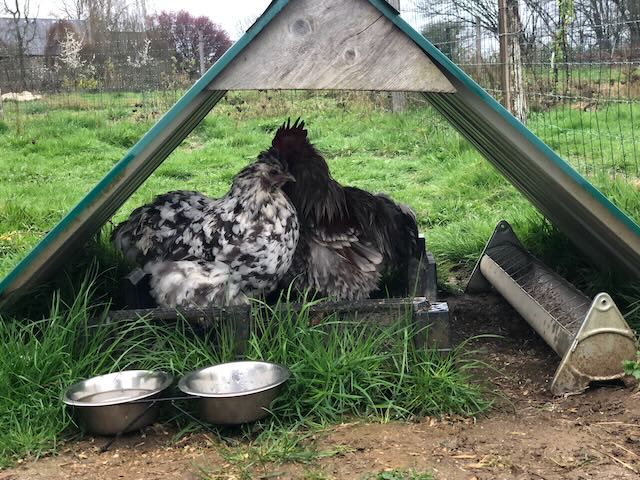 poules qui s'abritent... pluie à venir !