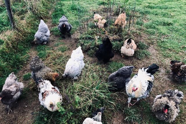 Nombreuses poules, coqs et poussins entretenant des plantations