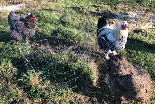 jeune plante protégée des poules par un grillage.