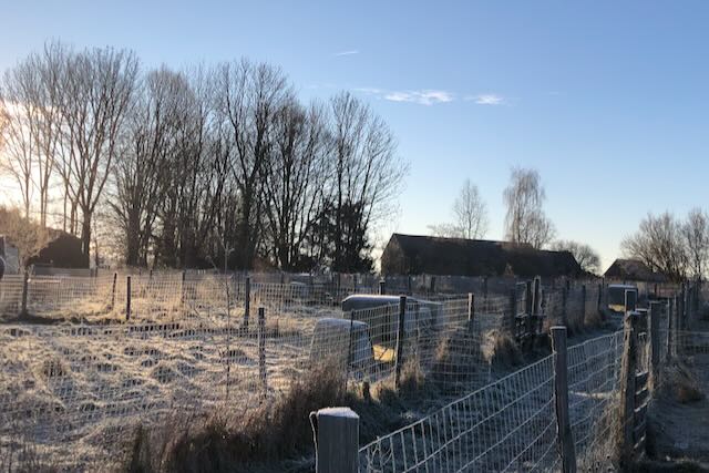 Paysage givré à contre jour.Cocott'Paradise dans le givre hivernal. janvier 2025