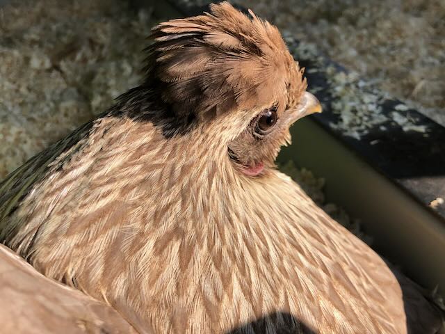 Portrait de poulette huppée