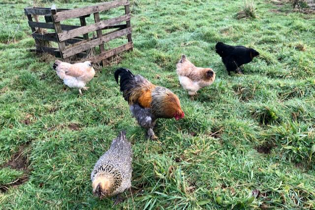 Une famille de poules et coqs à Cocott'Paradise, en plein hiver, sur un parcours bien enherbé.