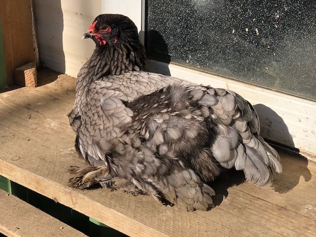 poule vautrée au soleil en plein bain de soleil pour synthétiser la vitamine D sur ses plumes