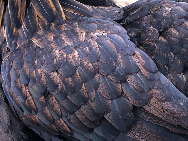 le magnifique plumage de miss Color : chocolat poudré d'or. Poule de la famille A2