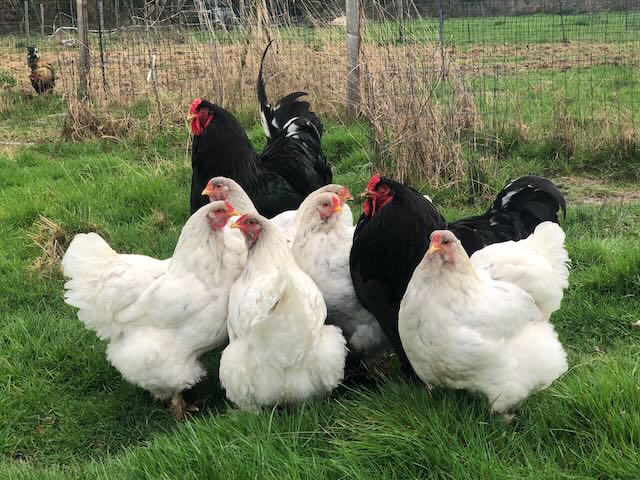 Groupe de poules et coqs brahma en bonne santé, regroupées dans la prairie, à Cocott'Paradise