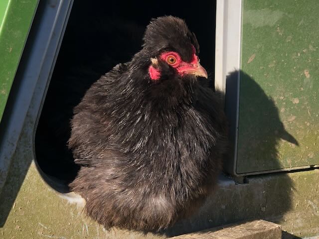 Soy, une jeune poule naine soyeuse de couleur noire, prenant le soleil devant son poulailler à Cocott'Paradise