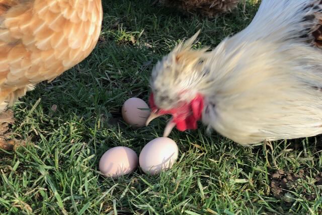 le jeune coq Ti'Pom bec grand ouvert pour casser des oeufs.