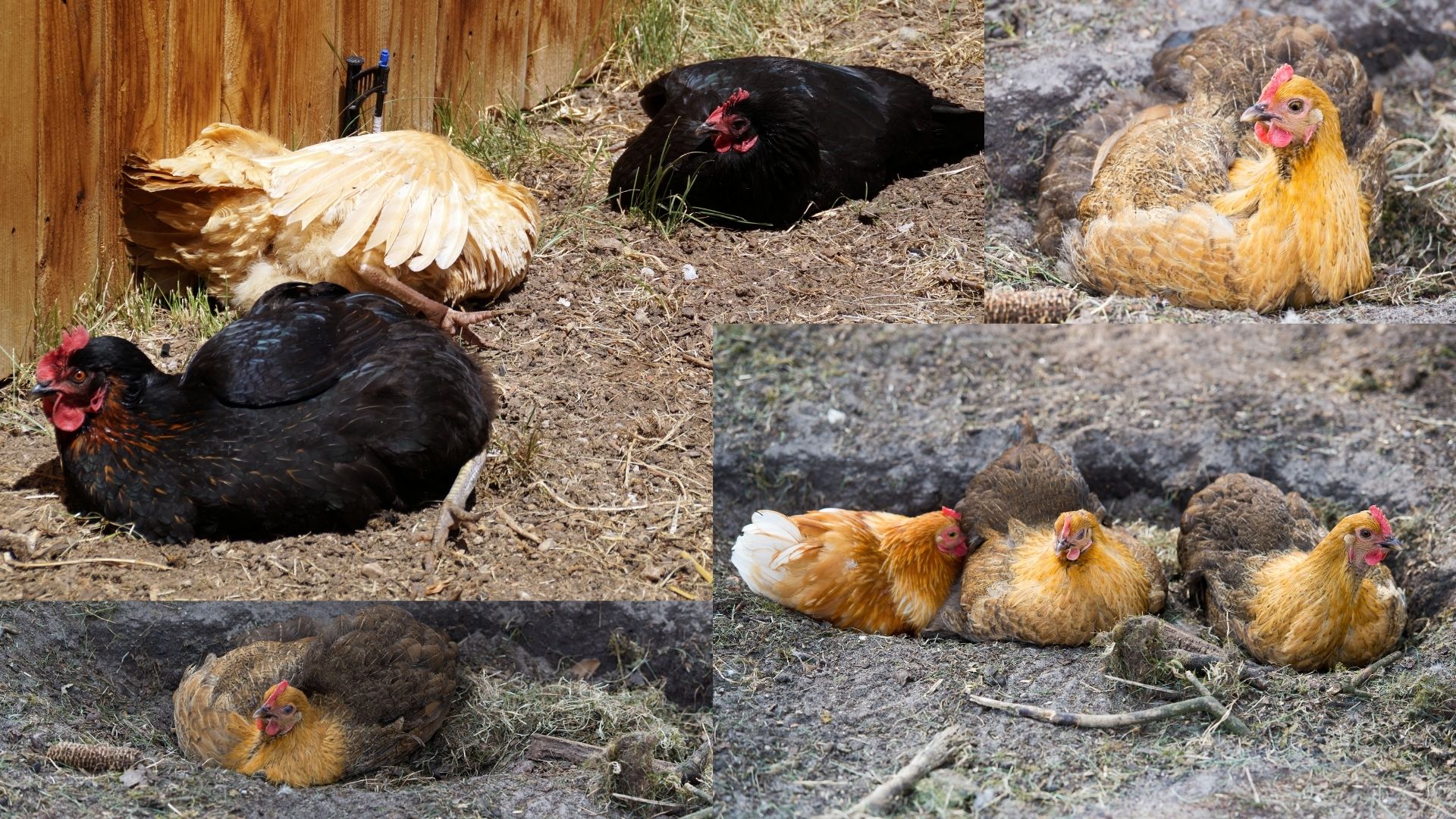 Multi illustrations de poules en pleine action de bains de poussière pour entretenir leur peau et leur plumage.