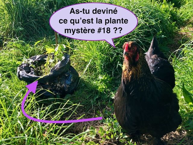 Mirage fidèle poule jardinière, observe la plante mystère et se demande si tu as deviné de quoi il retourne ?