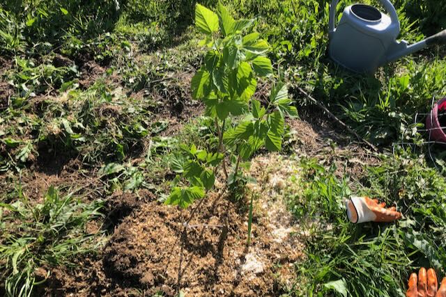 Jeune arbre Mûrier 'Shin-Tso' tout juste implanté dans un parc à poules