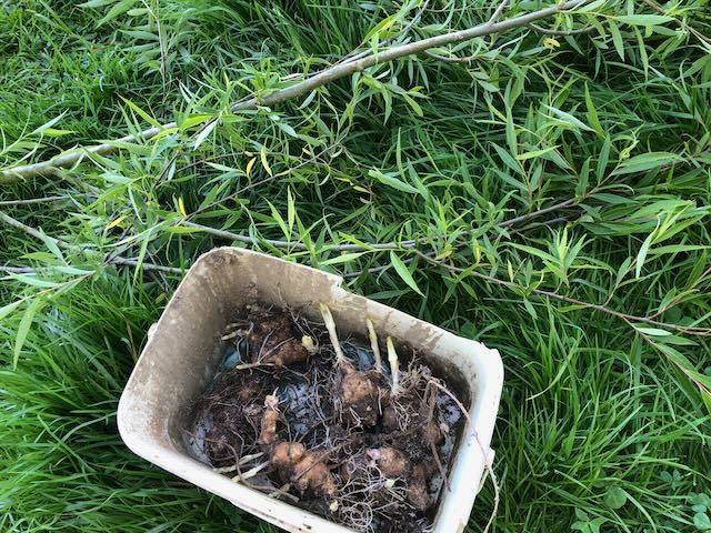 branches de saule pleureur prélevée pour faire les boutures, et seau de tubercules d'héliantis à mettre en terre au passage.