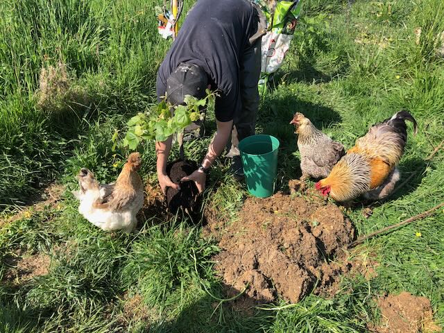 Au cours du Défi Planter au Poulailler, nous sommes intervenus dans les parcs planter des fruitiers... en compagnie des poules qui sont heureuses de gratter et fouiller la terre retournée !