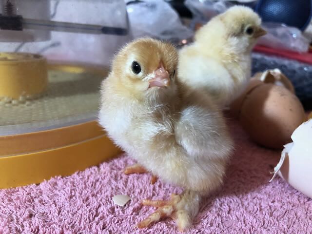 Deux poussins d'un jour