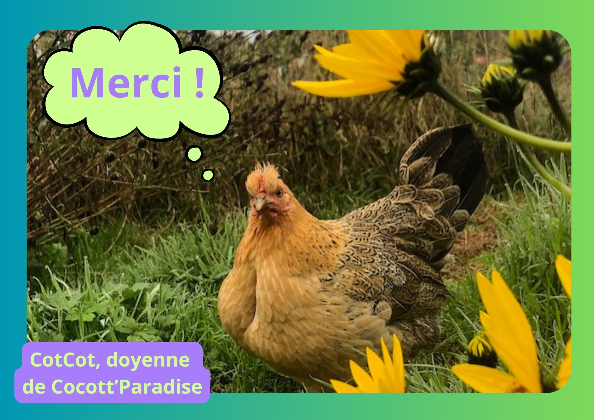CotCot, la doyenne du sanctuaire de Cocott'Paradise dit Merci dans une bulle.