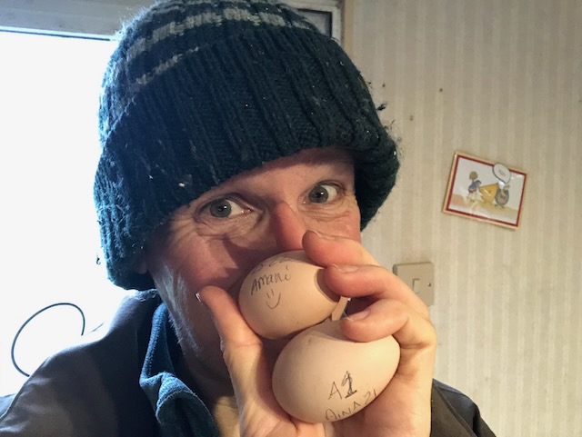 Gaëlle et son cadeau du solstice : reprise de ponte de deux poules !