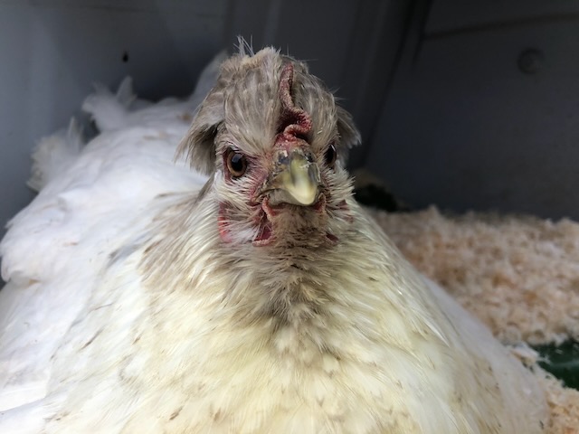 portrait de la poule huppée Balata, en pleine couvaison