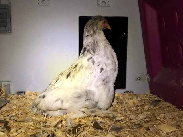 le jeune coq Ti'tus bloqué assis en position du pinguoin